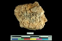 藏品(含金石英)的圖片